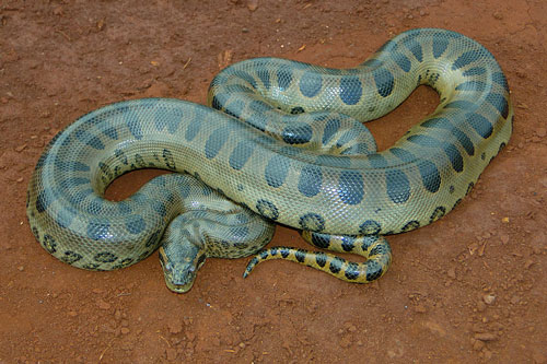 Top 10 loài động vật nguy hiểm nhất trong rừng rậm Amazon