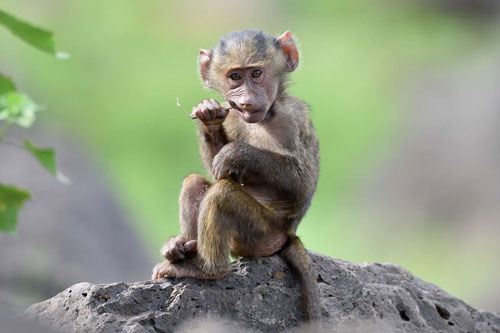 'Số trời đã định', 3 con giáp dễ đổi đời trúng lớn, tiền nhiều đếm không xuể trong cuối năm 2020