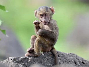 'Số trời đã định', 3 con giáp dễ đổi đời trúng lớn, tiền nhiều đếm không xuể trong cuối năm 2020