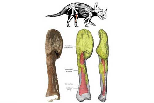 Khủng long cũng có thể mắc ung thư xương