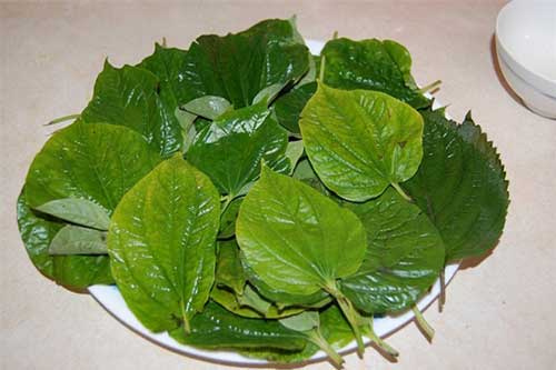 Dứt điểm viêm xoang, nhức đầu, sổ mũi với nắm lá quen thuộc này, chị em không nên bỏ qua