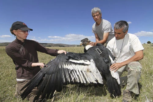 Các nhà khoa học gắn thiết bị theo dõi vận động của cánh lên một con thần ưng Andes. Ảnh: AP.