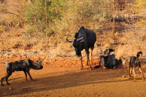 CLIP: Linh dương đầu bò đối đầu đàn chó hoang để bảo vệ con