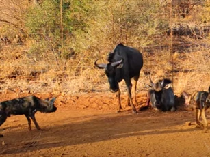 CLIP: Linh dương đầu bò đối đầu đàn chó hoang để bảo vệ con