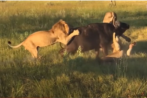 CLIP: Trâu rừng bỏ mạng dưới nanh vuốt đàn sư tử