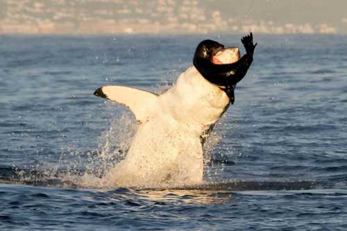 Cá mập trắng 'phi thân' nuốt chửng hải cẩu