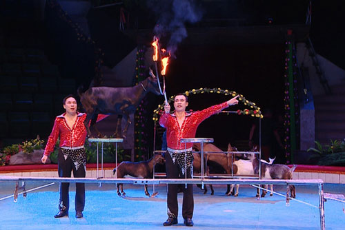 Show diễn xiếc gặp khó vì dịch bệnh