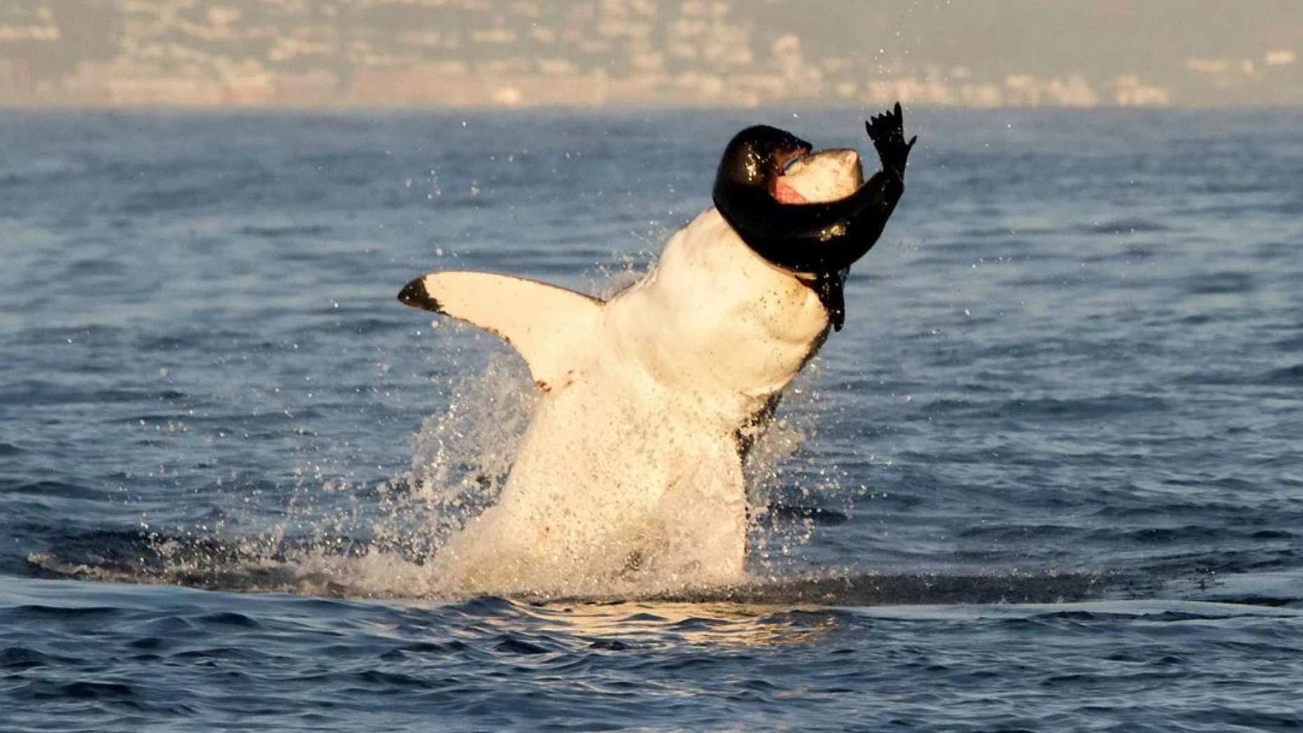 Cá mập trắng lớn tung người nuốt chửng hải cẩu.