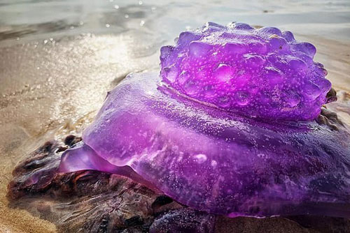 Sinh vật màu tím hiếm gặp trôi dạt vào bờ biển