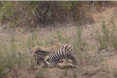 CLIP: Đàn sư tử hạ gục ngựa vằn trong "một nốt nhạc"