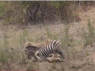 CLIP: Đàn sư tử hạ gục ngựa vằn trong "một nốt nhạc"