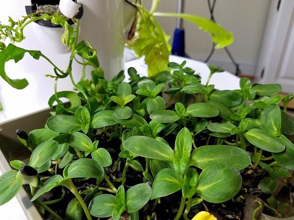 Tự trồng rau mầm hướng dương giòn bùi, 2 tuần là có rau ăn "tẹt ga" ai cũng mê