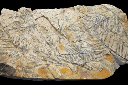 Phát hiện hóa thạch gỗ 110 triệu năm tuổi tại miền Đông Trung Quốc