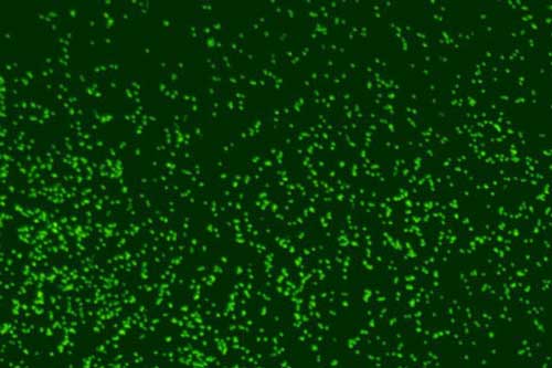 Hãi hùng trước chuyện sinh vật 101 triệu tuổi trong "tuyết biển" sống dậy, đòi ăn