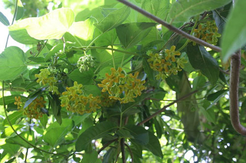 Cách trồng hoa thiên lý đơn giản vừa có rau ăn vừa có bóng mát, hoa thơm