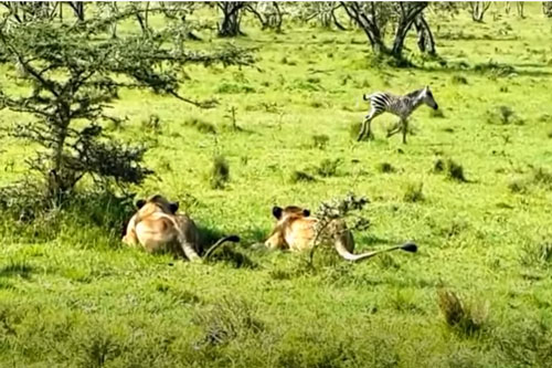 CLIP: Ngựa vằn lạc mẹ nhận cái kết 'đắng' khi chạm mặt sư tử