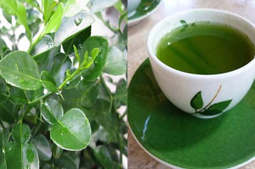 Đây là thứ lá dân buôn đang săn lùng và vặt trụi vì chứa nhiều công dụng, nhiều người khi biết "tiếc ngẩn ngơ"