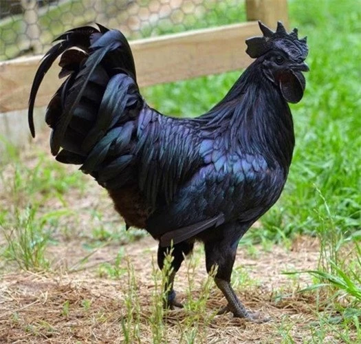 Thịt gà Ayam Cemani