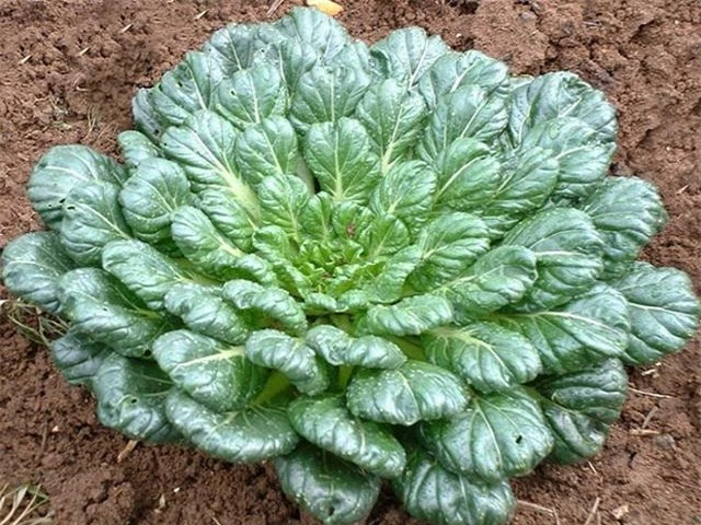 Muốn ăn rau ngon sạch lại đẹp nhà, học ngay cách trồng rau cải xanh hình hoa hồng - 3