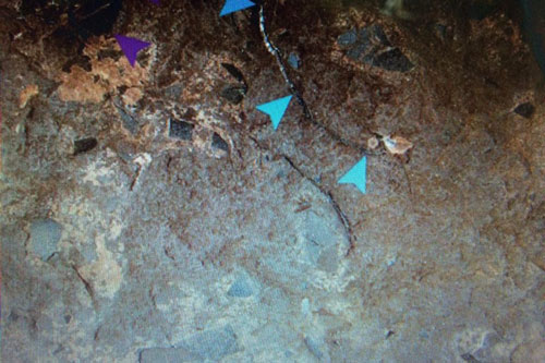 Guinness công nhận hóa thạch trứng khủng long nhỏ nhất thế giới