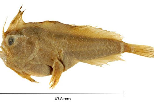 Loài cá biển đầu tiên tuyệt chủng ở thời hiện đại
