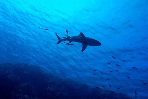 100 năm nữa một số loài động vật biển lớn sẽ tuyệt chủng?