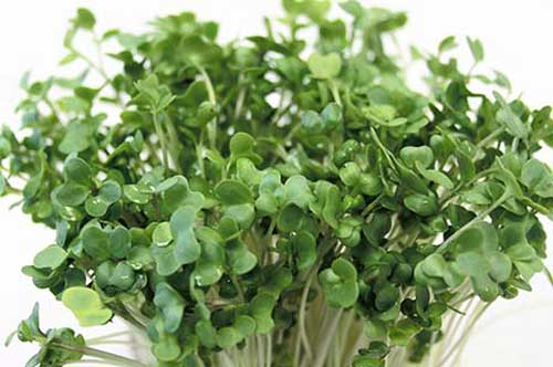 Hướng dẫn trồng rau mầm cải bông xanh tươi ngon