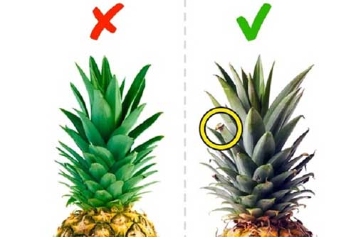 Mua hoa quả mà biết những mẹo này, đảm bảo chọn 10 loại quả ngon cả 10