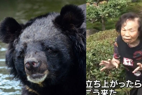 Cụ bà 82 tuổi dùng tay không vẫn đánh thắng gấu ở vườn nhà