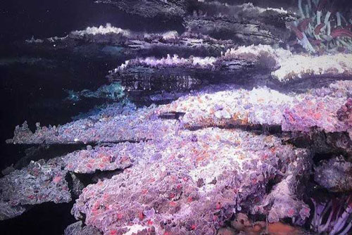 Phát hiện "hồ gương" bí ẩn dưới vịnh California