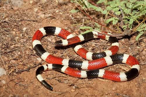 Những loài rắn sở hữu vẻ ngoài ‘nịnh mắt’ đến khó tin