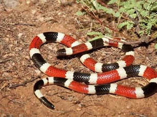 Những loài rắn sở hữu vẻ ngoài ‘nịnh mắt’ đến khó tin