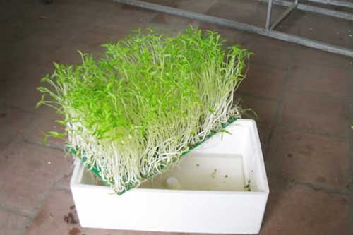 Cách trồng rau mầm bằng nước đơn giản tại nhà