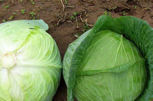 Mẹo nhận biết rau củ chứa nhiều hóa chất độc hại, chị em nên chú ý tránh mua nhầm