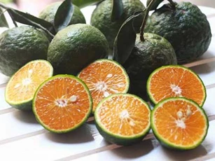 Đi chợ chỉ cần lướt qua 5 giây biết ngay cam ngon không hóa chất, 10 quả như 10