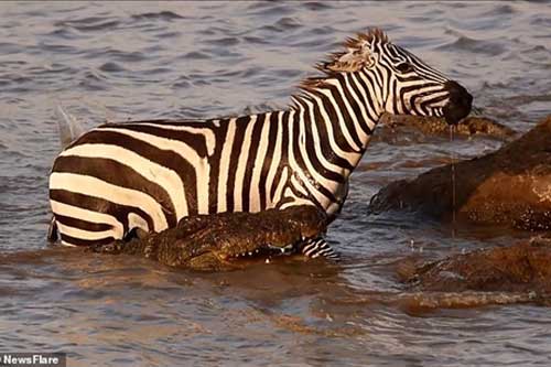 Thoát chết thần kỳ, ngựa vằn quay lại "trêu ngươi" cá sấu