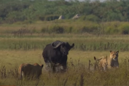 CLIP: Trâu rừng "nổi điên" tấn công sư tử