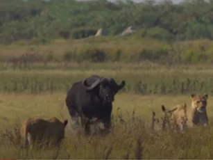 CLIP: Trâu rừng "nổi điên" tấn công sư tử