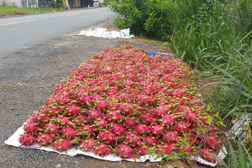 Nhà nông “kêu cứu” vì đầu ra nông sản gặp khó khăn