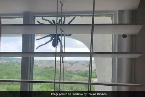 Hình ảnh con nhện khổng lồ được bà Thomas chia sẻ trên Facebook