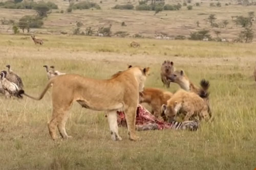 CLIP: Sư tử kéo nhau tới cướp mồi của đàn linh cẩu