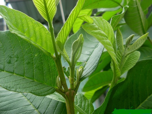 Nấu lá ổi theo cách này vừa bổ hơn “nhân sâm Hàn Quốc”, vừa chữa bệnh hiệu quả