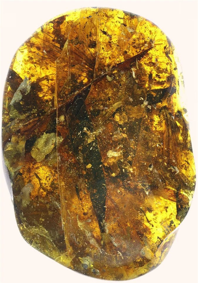 Kinh ngạc viên đá quý chứa sinh vật không đầu 99 triệu tuổi - Ảnh 2.