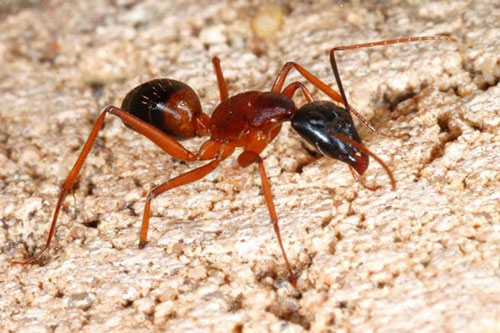 Bí quyết tiêu diệt cả đàn kiến “một đi không trở lại”, dùng 10 lần hiệu quả cả 10