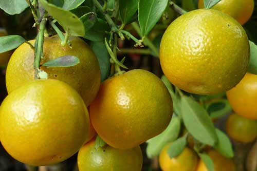 Bị những bệnh này, chỉ cần dùng quả quất là khỏi