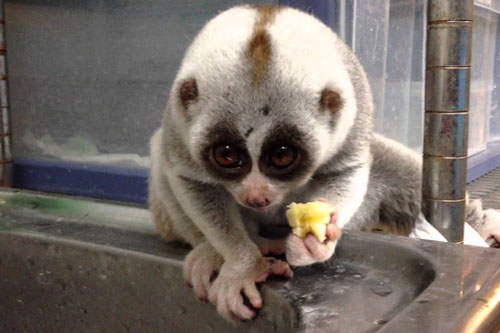 Top 10 loài động vật có vẻ ngoài 'siêu' đáng yêu nhưng có thể tấn công bạn bất cứ lúc nào nếu chạm trán