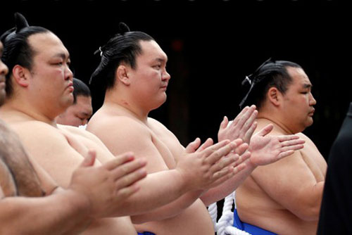 Bí quyết để các đô vật sumo không mắc các triệu chứng béo phì