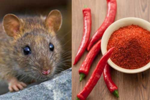 Dùng những loại gia vị quen thuộc trong bếp để đuổi chuột, sau 1 ngày cả đàn tự động "chạy mất dép"
