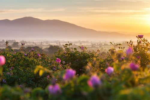 Tưởng rẻ nhưng những nguyên liệu làm nước hoa này còn đắt hơn vàng