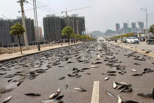 Top những cơn mưa kỳ quái và bí ẩn nhất hành tinh: Có cả mưa tiền, rắn, máu